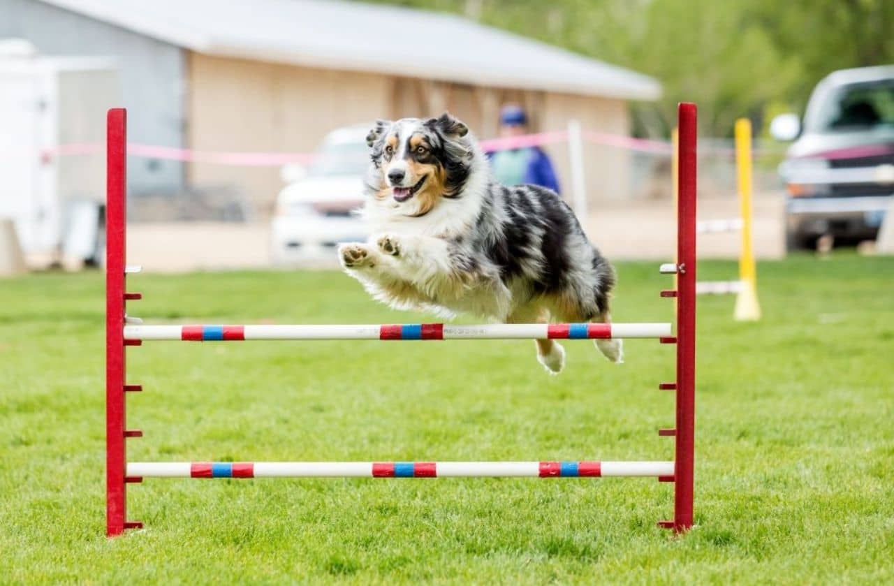 o-que-e-um-pet-place