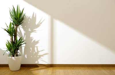 <strong>Conheça as principais plantas de sombra, ideais para apartamentos</strong>