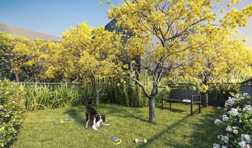 Expression - Pet Place